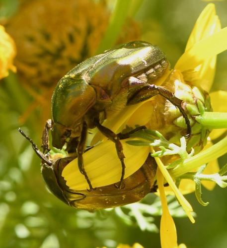 Réf. 229 045 : Potosia cuprea
